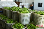 种植户从大棚蔬菜基地采摘回来的青椒。　张金川 摄 - 福建新闻