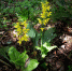 武夷山脉首次发现国家一级保护植物大黄花虾脊兰 - 新浪