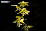 武夷山脉首次发现国家一级保护植物大黄花虾脊兰 - 新浪