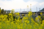福建永安：列车驶过油菜花海  奔赴春天的约会 - 新浪