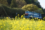福建永安：列车驶过油菜花海  奔赴春天的约会 - 新浪