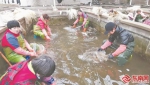 在连江官坞海产繁育池中，工人正在剥离鲍鱼苗。福建日报记者 张颖 摄 - 福建新闻
