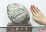 连江官坞海产培育的比成人手掌还大的绿盘鲍“福鲍一号”。福建日报记者 张颖 摄 - 福建新闻
